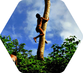 Boy from the Blue Creek Village in Belize climbs up a tree to scare Iguanas.