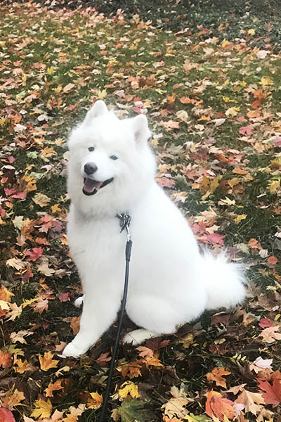 White dog on grass with fallen leaves