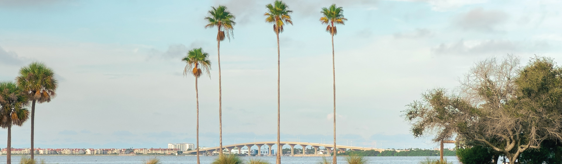 Four palm trees along a beachy waterfront