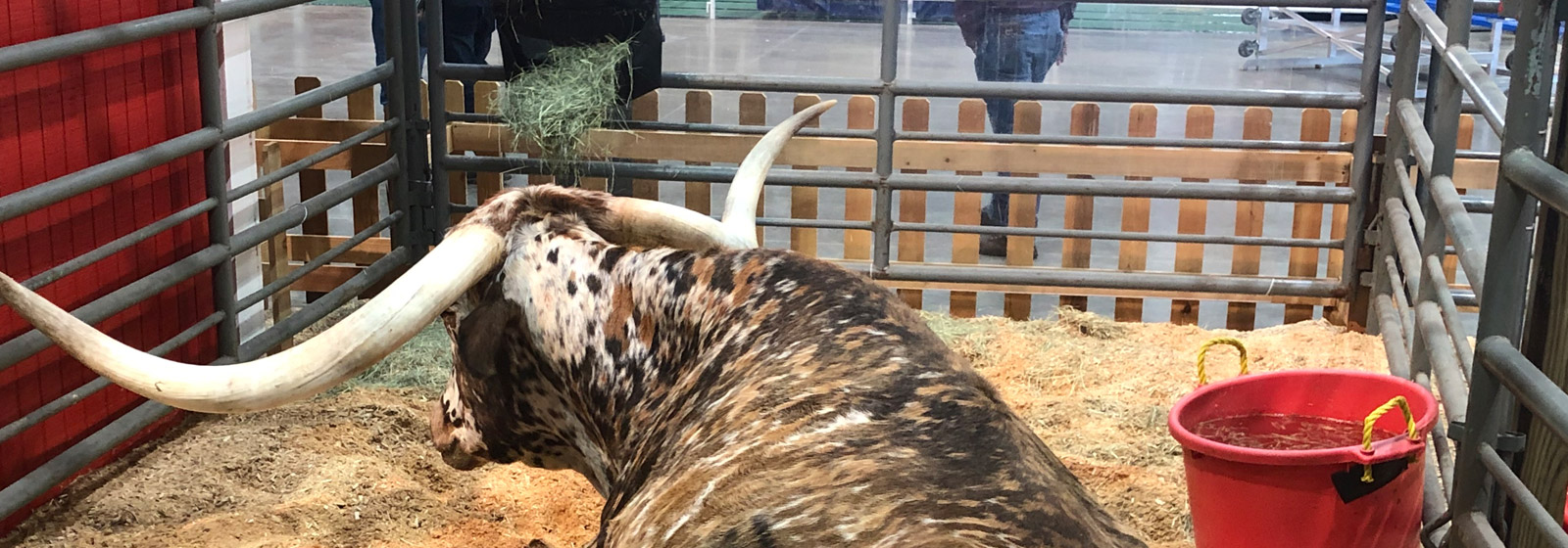 Steer in a stockyard