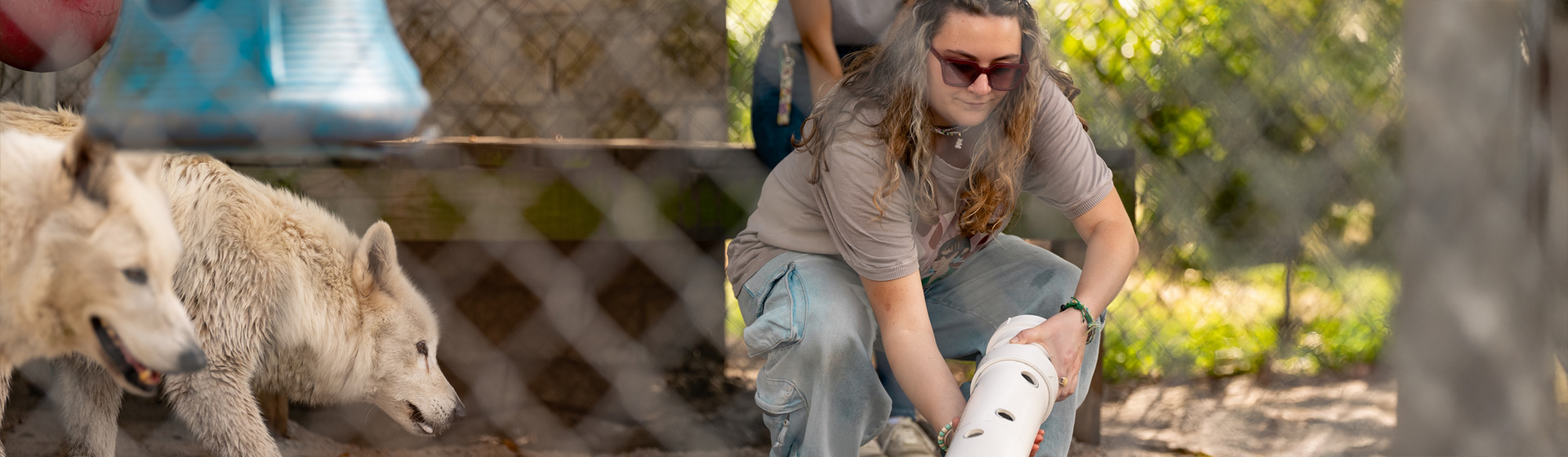 Student in a cage with two white wolves