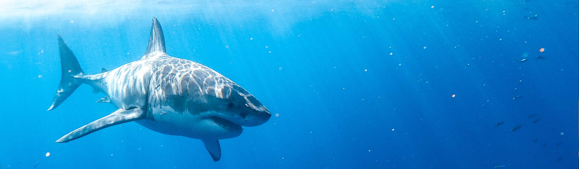 Great white shark swimming in blue waters