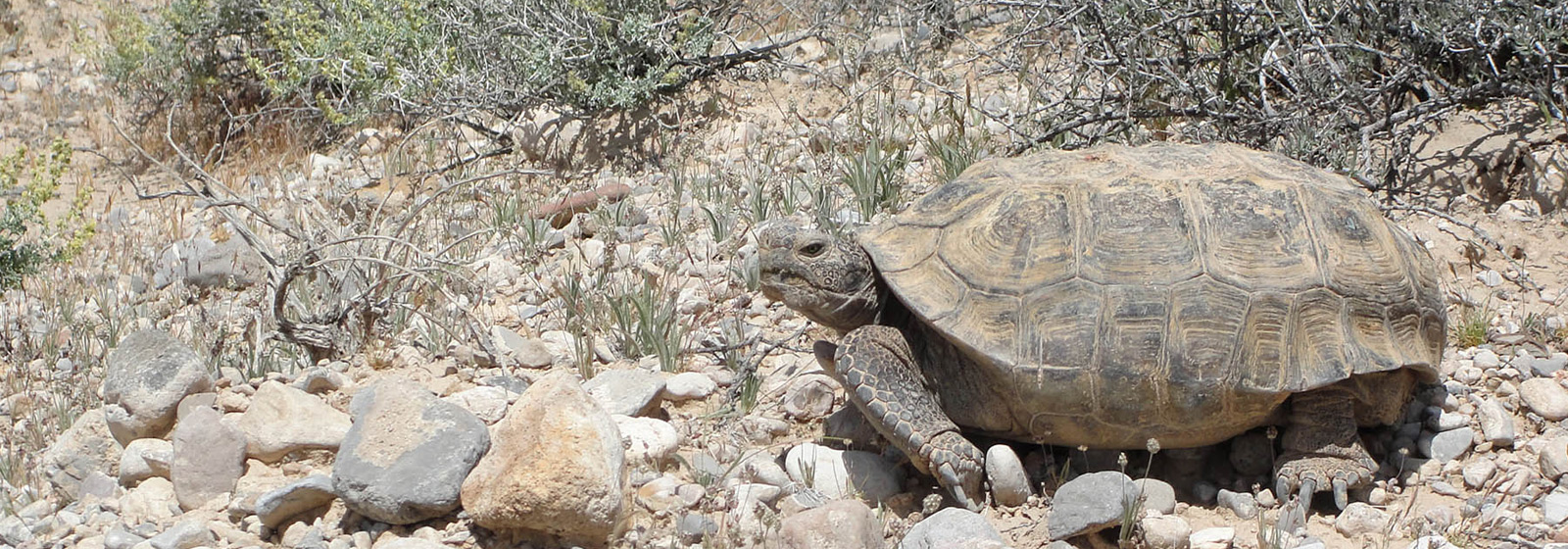 Desert tortoise walking across rocks