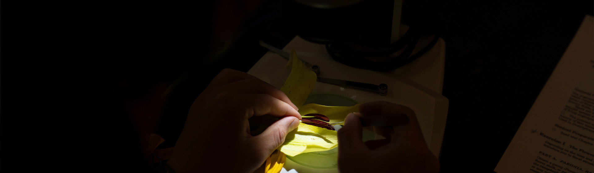 A student's hand examines a flower stamen under a microscope