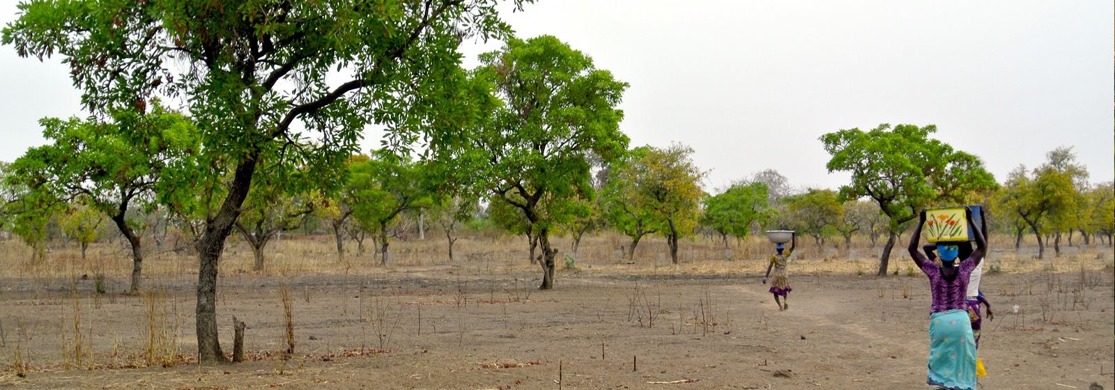 Landscape in Ghana