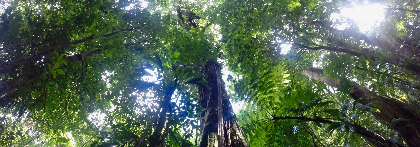Rainforest canopy