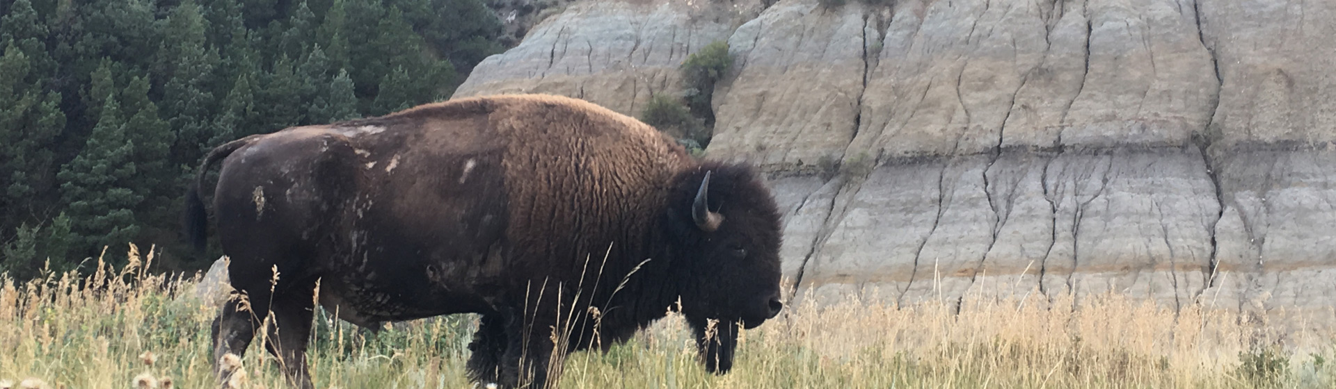 Solitary bison in a field