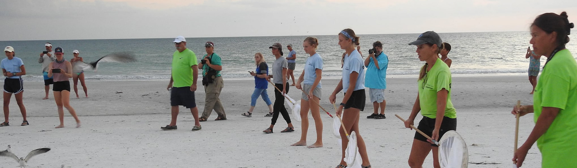 Students with nets form a line while walking along the beach towards seabirds