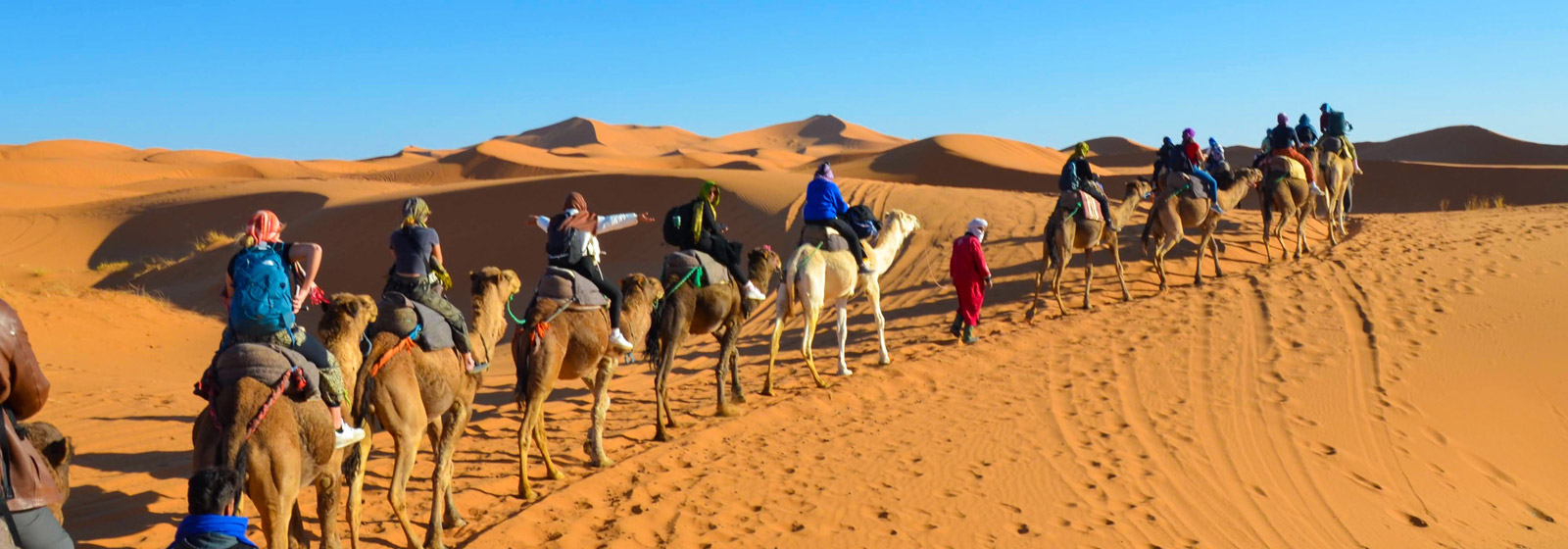 A group of Eckerd students riding camels along the edge of a sand dune in the desert in Morocco