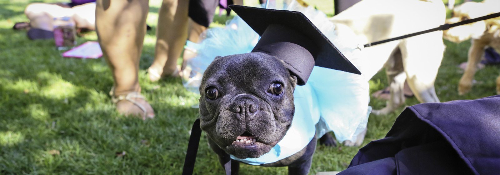 Pets of Instagram: Eckerd College in Florida Pets of Instagram: Eckerd College in Florida