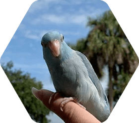 Eckerd pet parrot