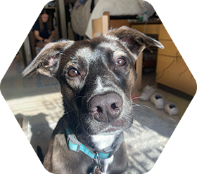 Dog looking at camera