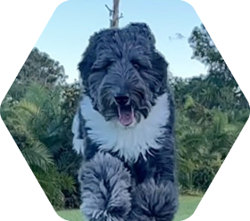 Big furry dog with palm trees in background