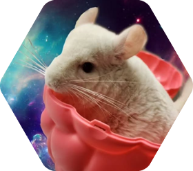 Chinchilla seated in a cup