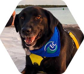 Black lab with bandana that says "EC" sitting on beach