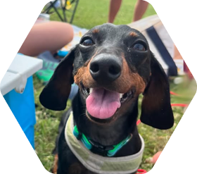 Dog panting while outside on grassy field