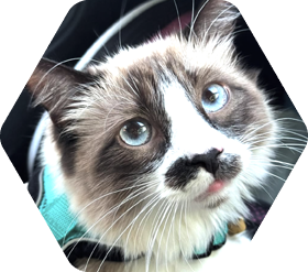 Cat with black patch on nose