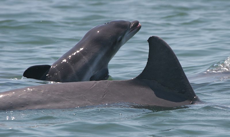 Dolphins swimming. Photo taken under the authority of NMFS LOC No. 15512.o.