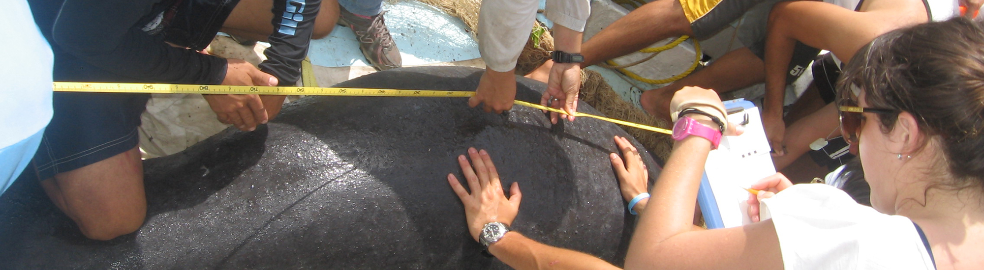 Students studying a manatee in Cuba