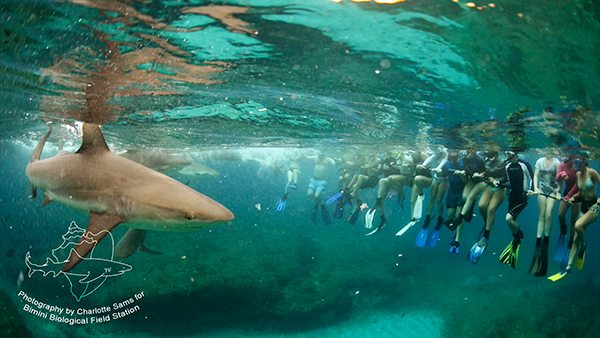 Students underwater with Caribbean reef shark