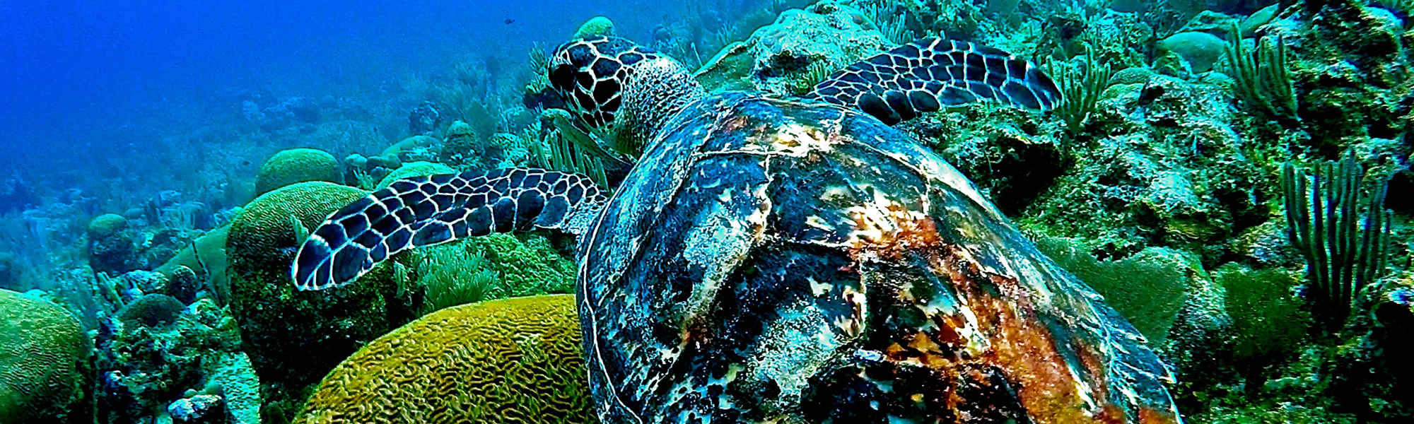 Sea turtle by Trent Adamson '15