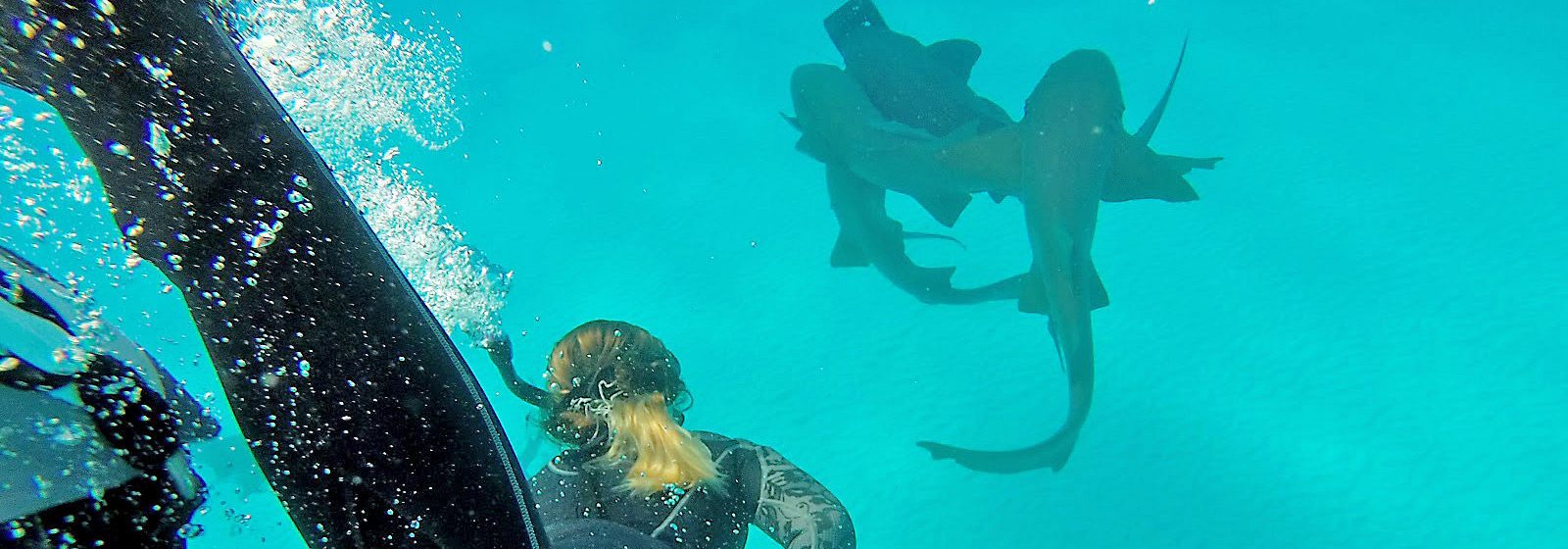 Student diving with hammerheads