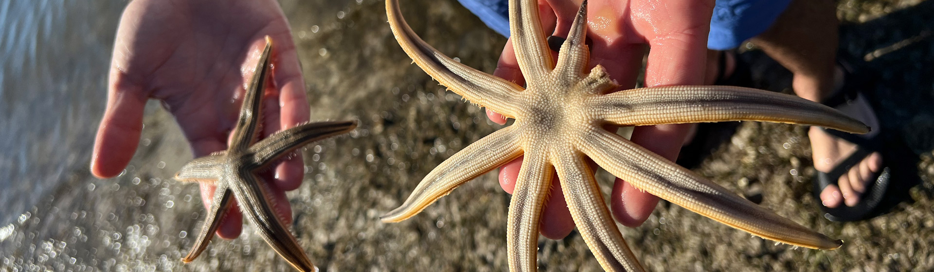 Top down view of a pair of hands holding seastars over the water