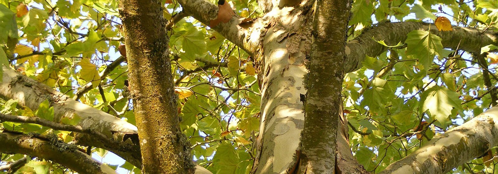 Plane tree canopy