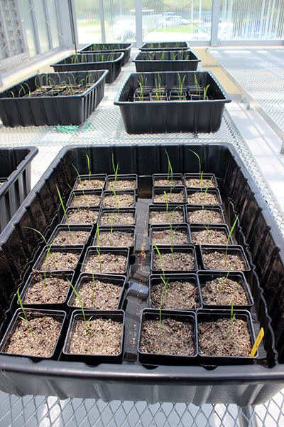 Rice plants growing in pots