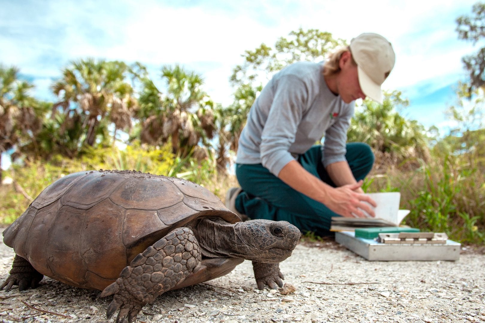 Gopher tortoise walks by as student researcher records data