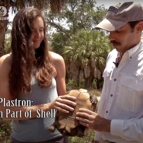 Screen capture from video showing Dr. Goessling inspecting a tortoise