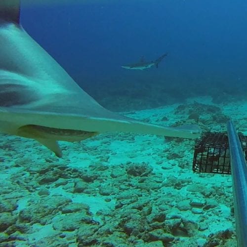 Hammerhead shark swimming close to camera