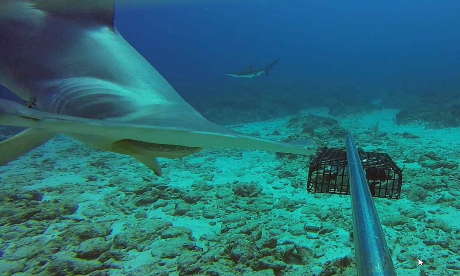 Hammerhead shark swimming close to camera