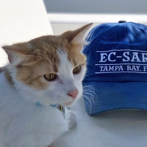 Skyway the cat was a stray cat picked up by Eckerd College Search and Rescue