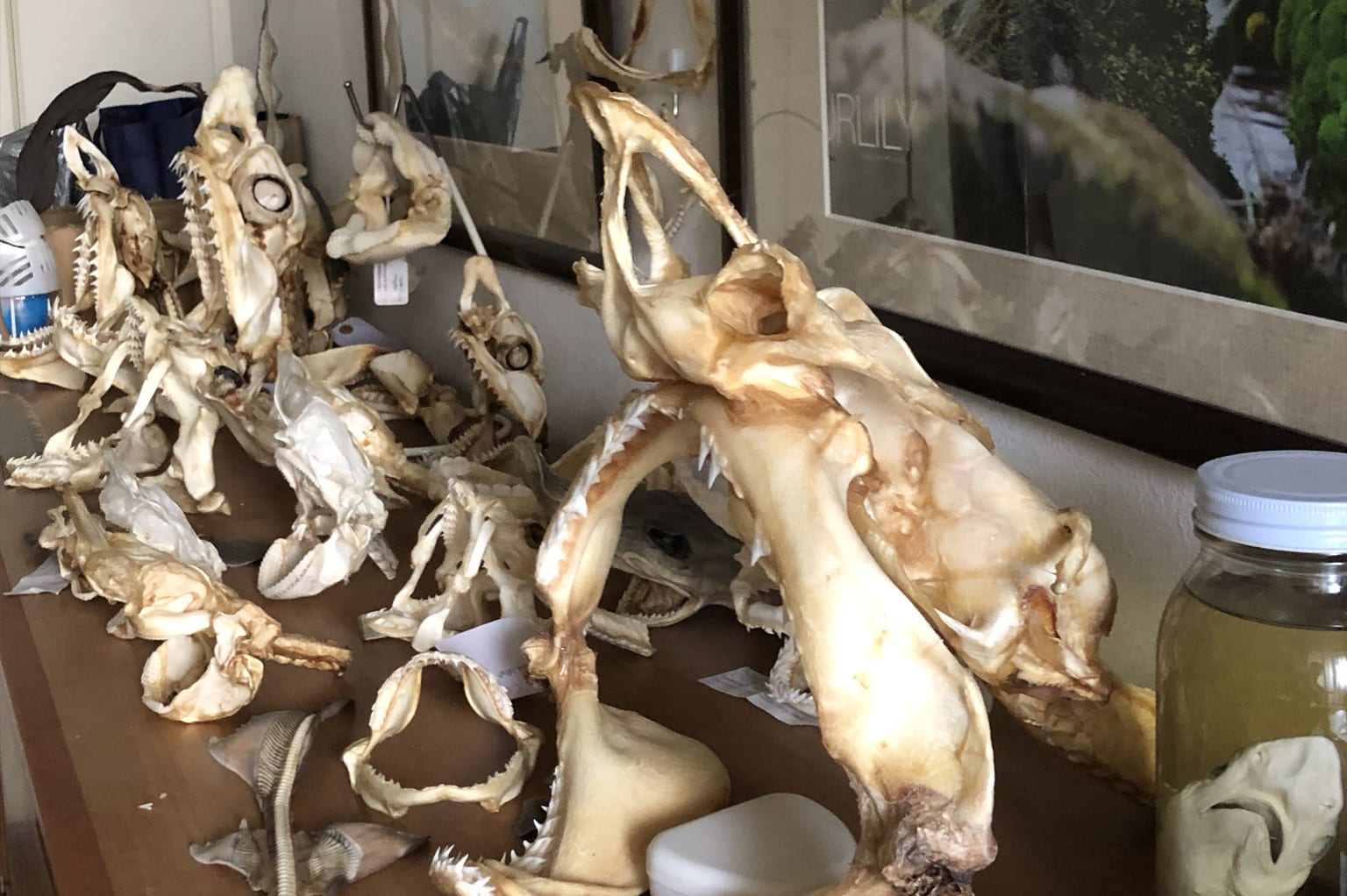 Shark skulls on display at Eckerd College