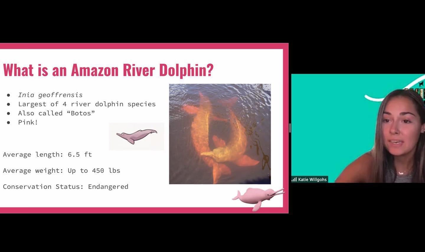 Katie Willgohs presents the Amazon River Dolphin on Wild Webinars
