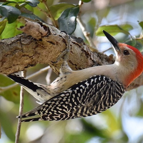 Red-bellied woodpecker