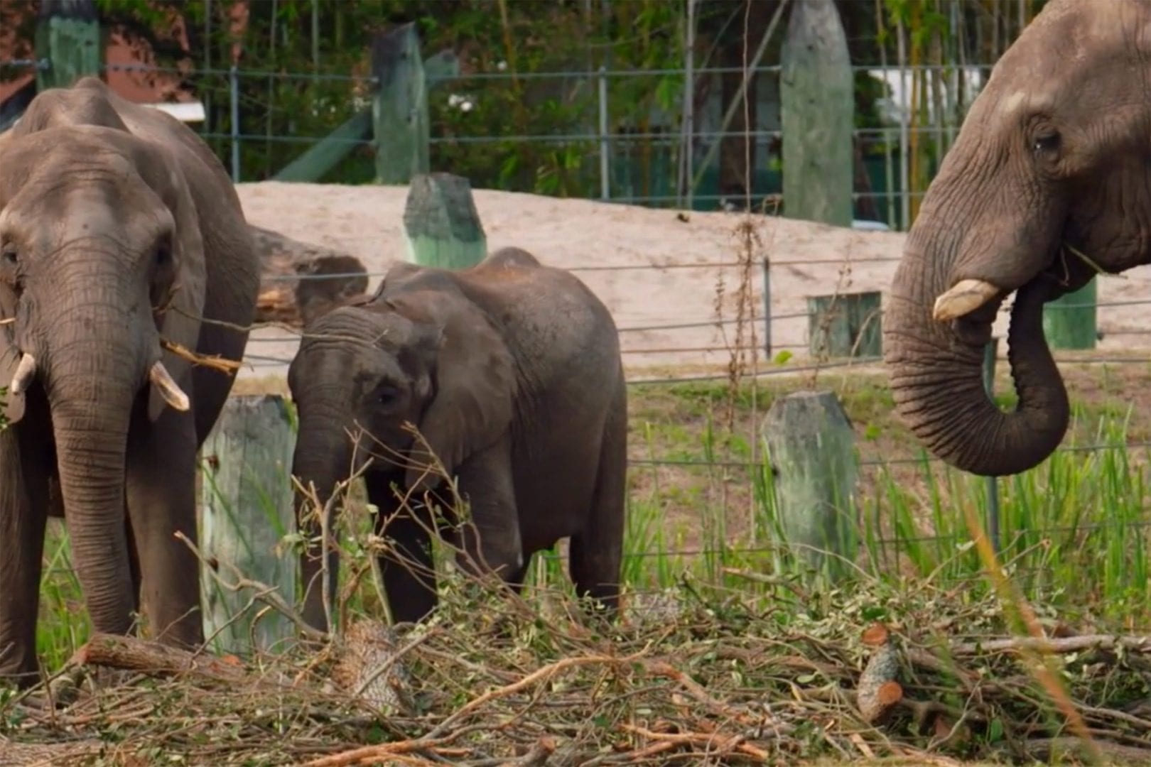 Elephants at a zoo eating