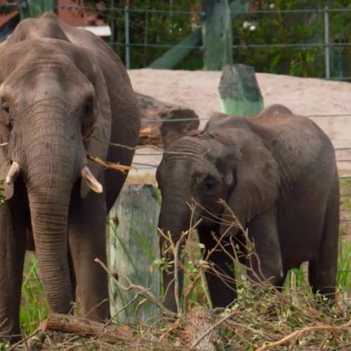 Elephants eating