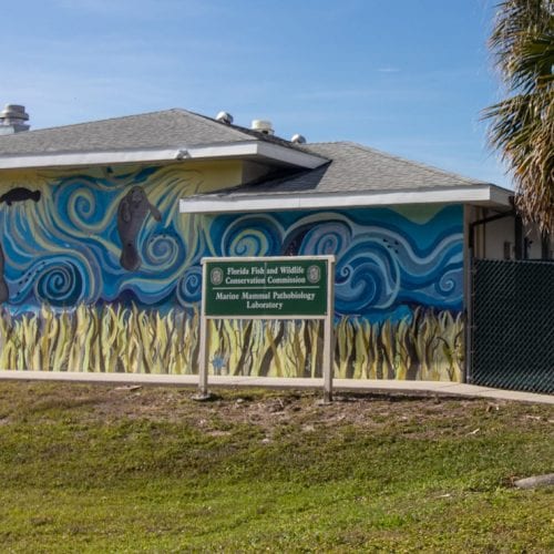 FWC Marine Mammal Pathobiology Lab