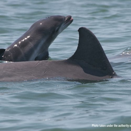 Dolphin calf swimming next to mother dolphin