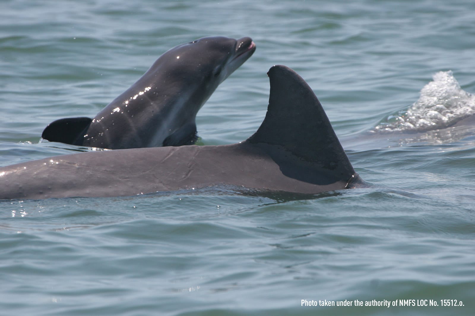 Dolphin calf swimming next to mother dolphin
