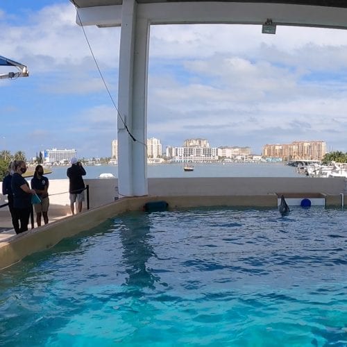 A dolphin swims in tank at Clearwater Aquarium