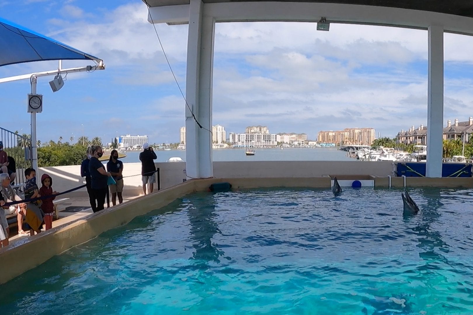 A dolphin swims in tank at Clearwater Aquarium