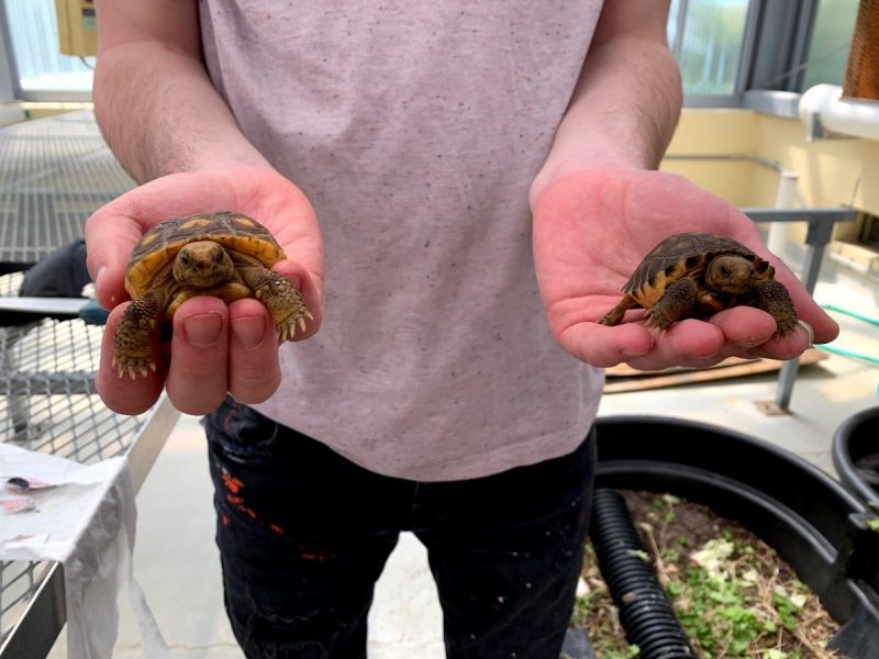 Eckerd College student holding baby gopher tortoises