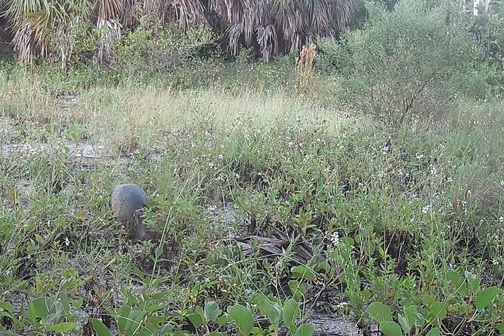 Armadillo crawling through grass