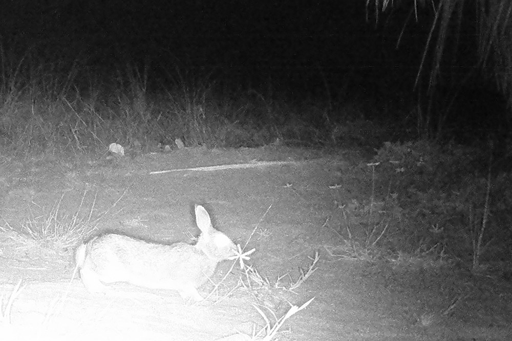 Cottontail rabbit at night