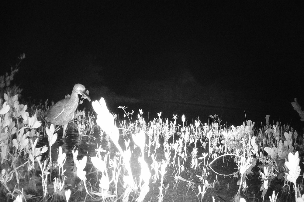 Night photo of juvenile yellow-crowned night heron