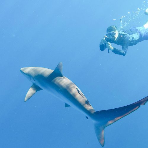 Professor Szelistowski dives down for a closer shot of a silky shark