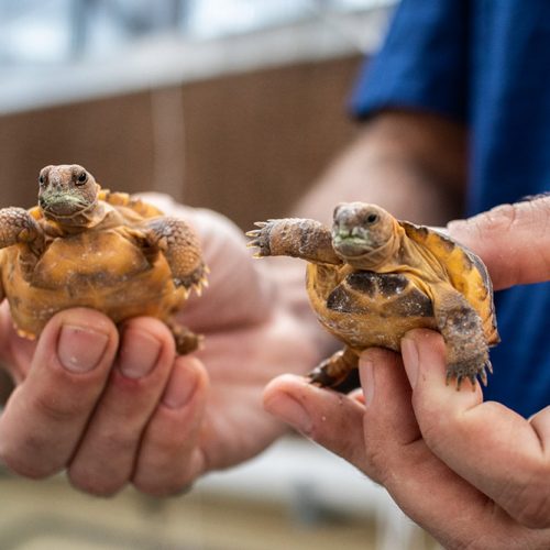 Hands holding tortoises